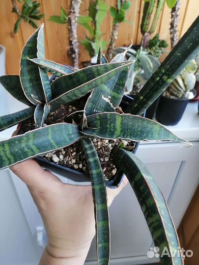 Детки сансевиерий