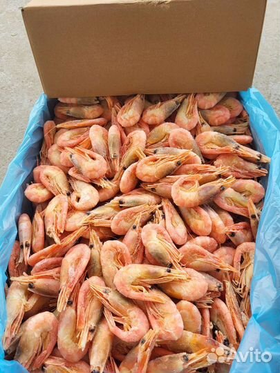 Креветка северная