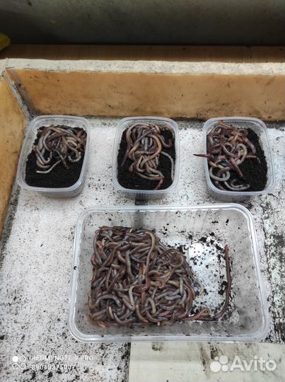 Червь дендробена