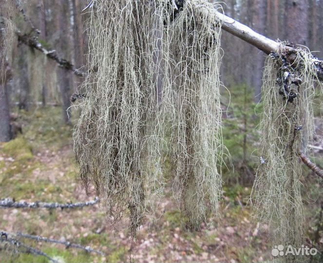 Уснея бородатая