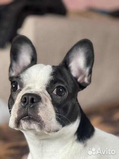 Щенки французкого бульдога