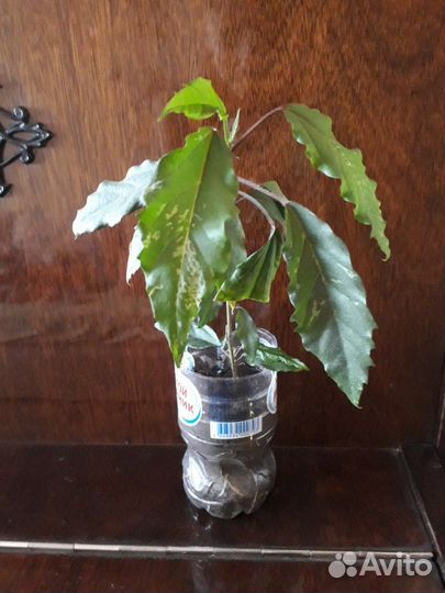 Гибискус пестролистный