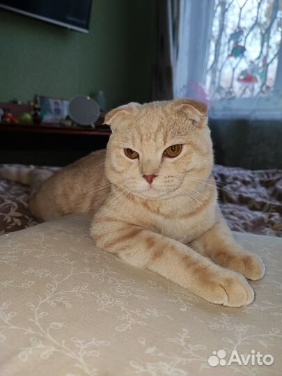 Шотландский вислоухий кот вязка