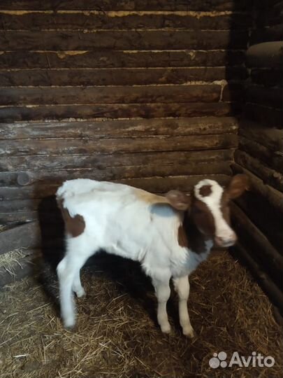 Телочка голштинка 1 мес