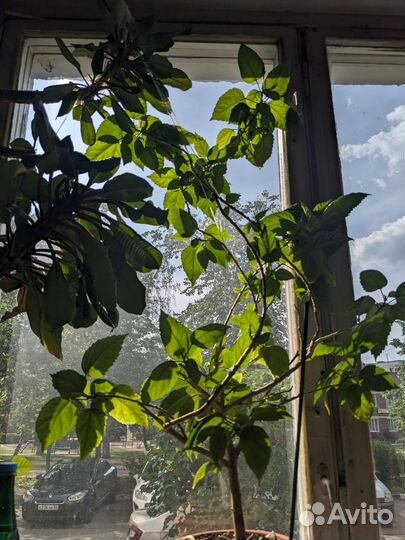 Гибискус китайская роза