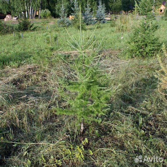 Лиственница сибирская