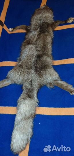 Шкура песца