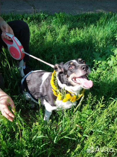 Зоогостиница для собак. Передержка