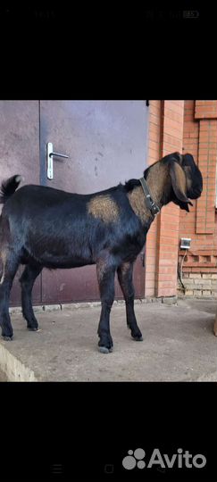 Англо нубийский козел