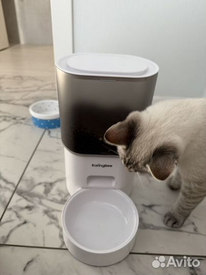 Автоматическая кормушка для кошек и поилка