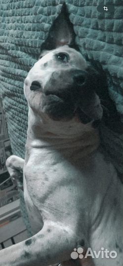 Питбуль девочка в добрые руки