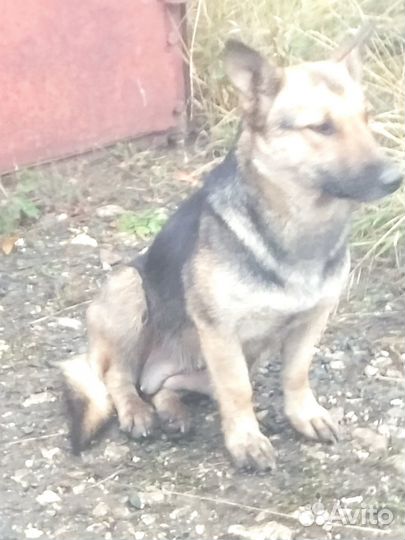 Щенки от маленькой собаки