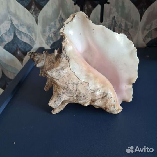 Декор ракушка