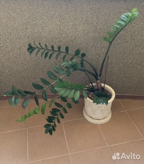 Замиокулькас с кашпо