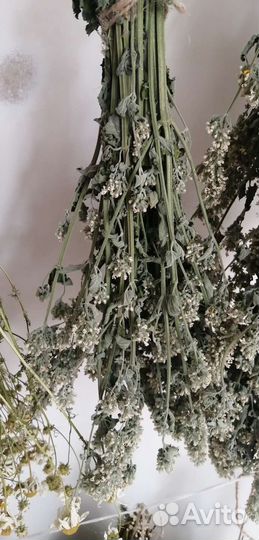 Лечебные травы