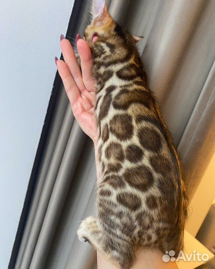 Самые ручные бенгальские котята