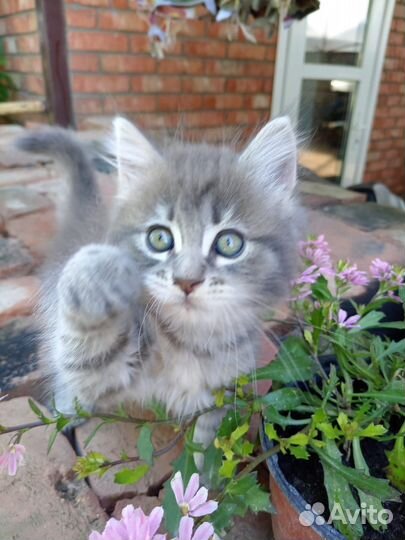 Кошка в дар бесплатно