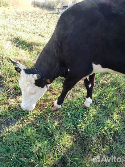 Корова дойная