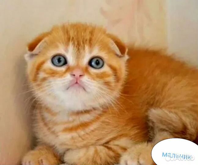 Шотландские голубоглазые рыжулики