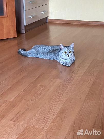 Шотландский кот