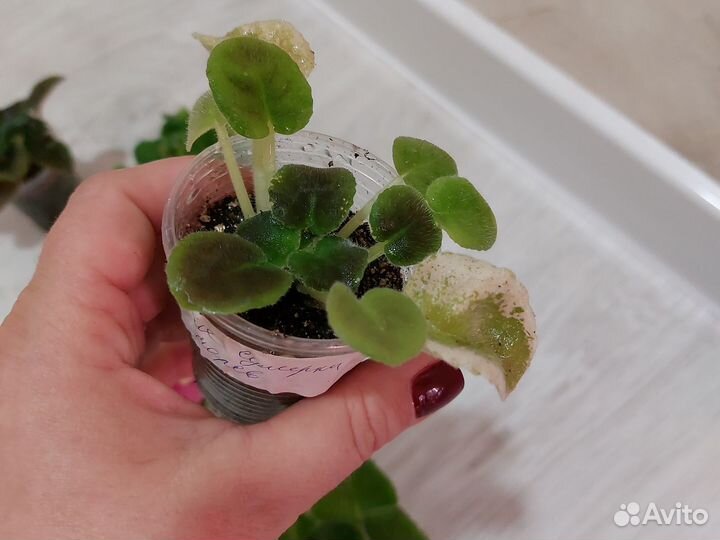 Детки сортовых фиалок