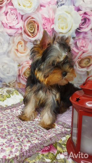 Йоркширский терьер