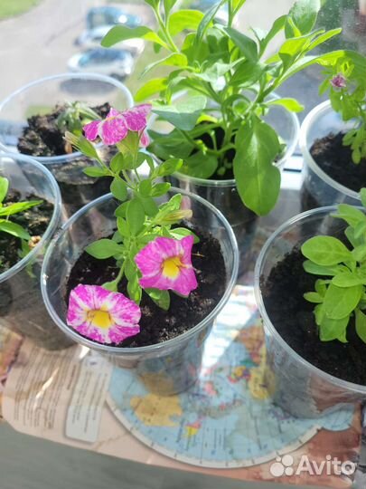 Рассада калибрахоа