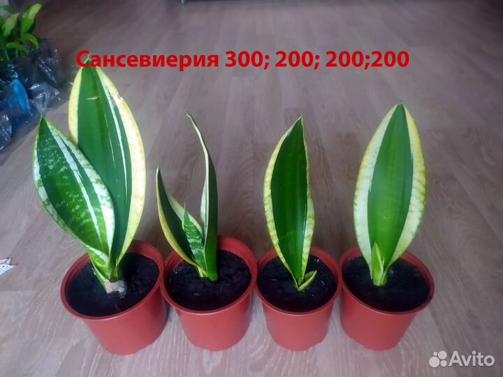 Пальма драцена, сансевиерия, спастифилум,эпифилум