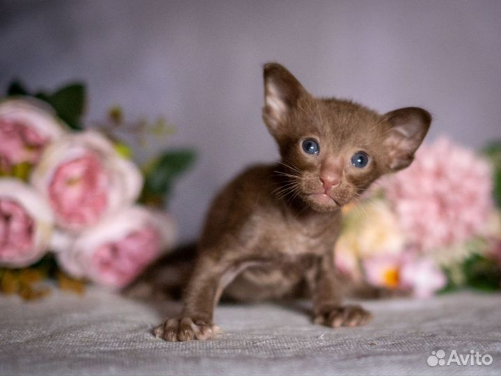 Ориентальные котята