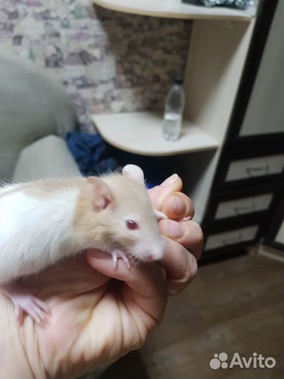 Крысята дамбо