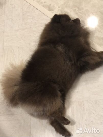 Померанский шпиц вязка