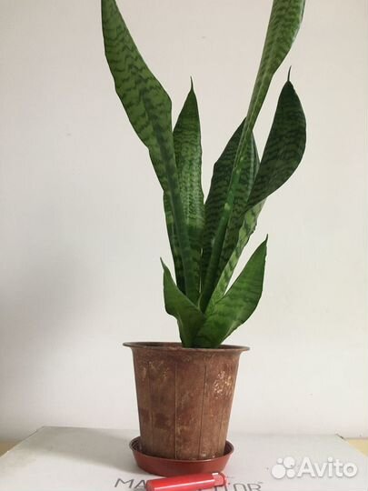 Комнатные цветы