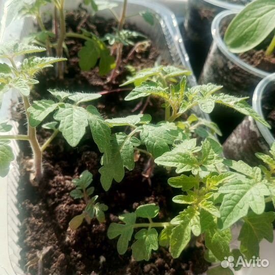 Рассада балконных помидор