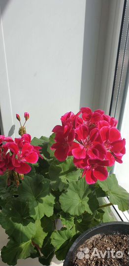 Герань пеларгония
