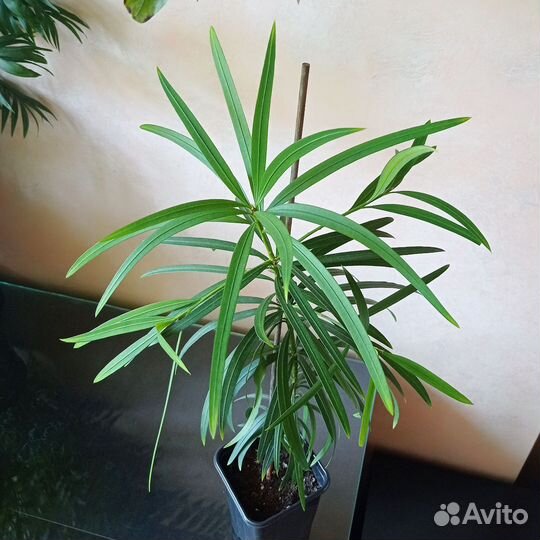 Растение подокарпус