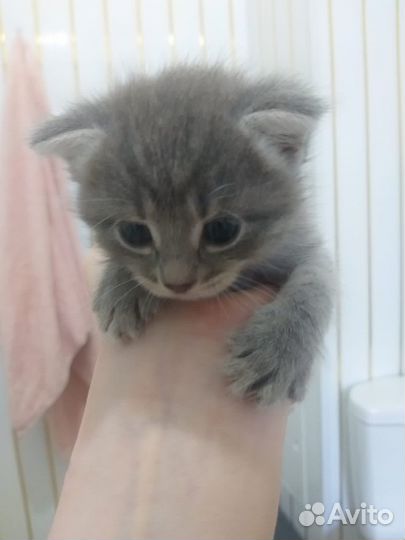 Котята (девочки) в добрые руки