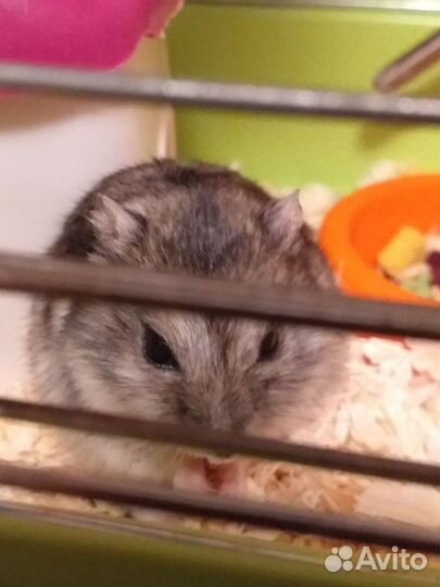 Передержка грызунов