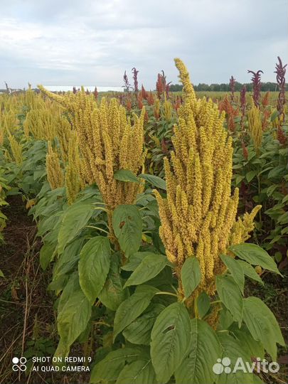 Семена амаранта