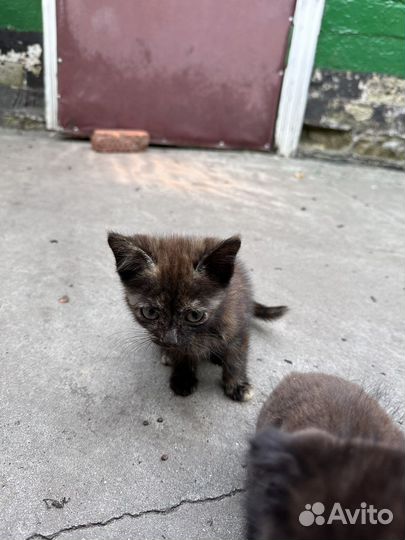 Отдам бесплатно