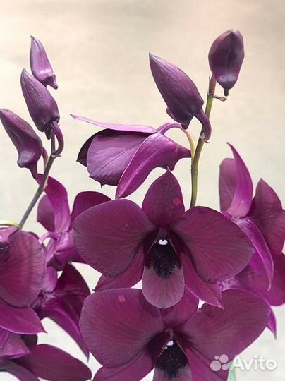 Орхидея дендробиум санок тай блэк