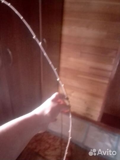 Сакура саженцы