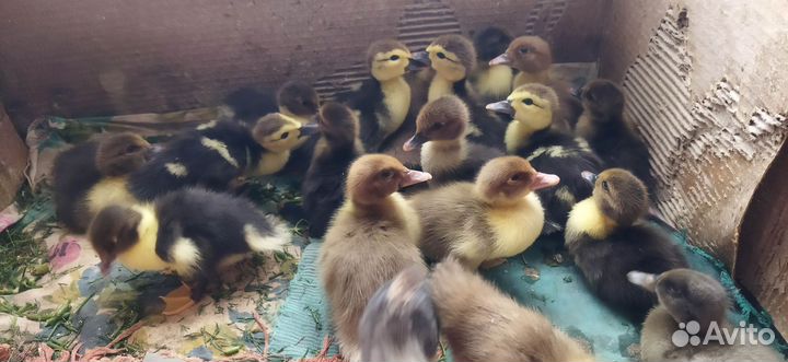 Подрощенные индоутята