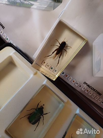 Коллекция Насекомые и их знакомые