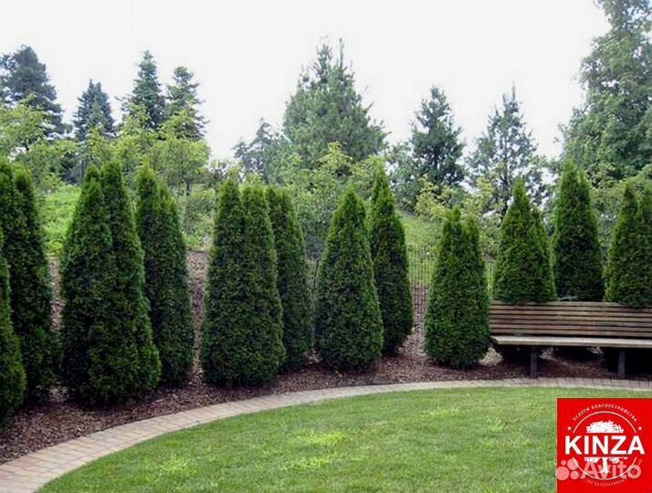 Туя смарагд 1,01 м