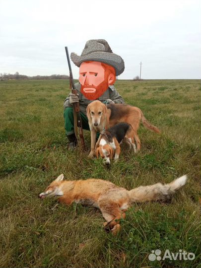 Щенки бигль