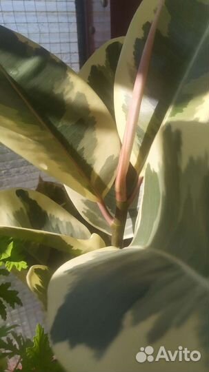 Фикус Тенеке