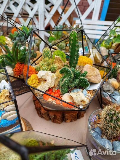 Флорариум с кактусами