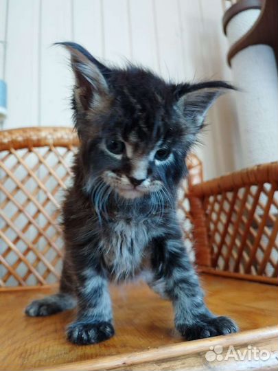 Котята мейн кун