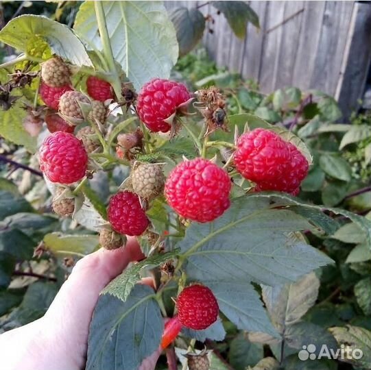 Рассада малины