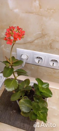 Каланхоэ блоссфельда